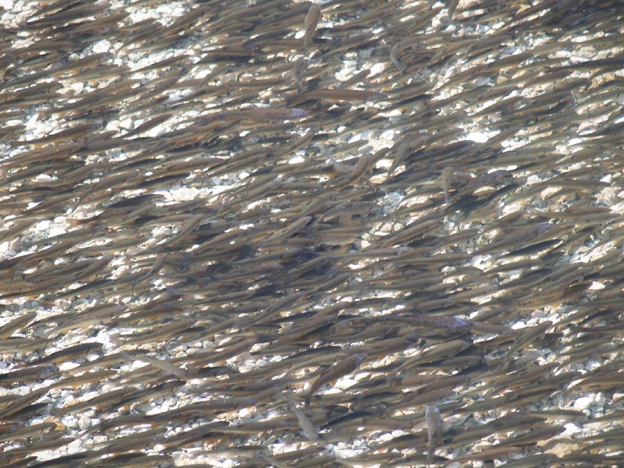 Coarse fish in Bohinj Lake