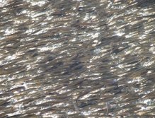 Coarse fish in Bohinj Lake