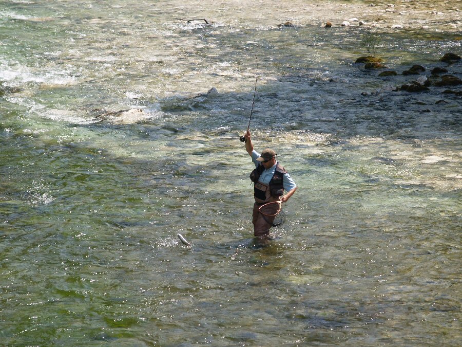 Sava Bohinjka - landing the fish