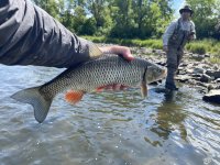 Fly Fishing Vltava river in Prague