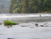Berounka - the weir in Zadní Třebaň