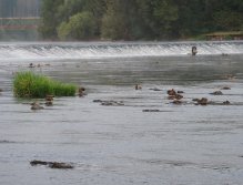 Berounka - the weir in Zadní Třebaň