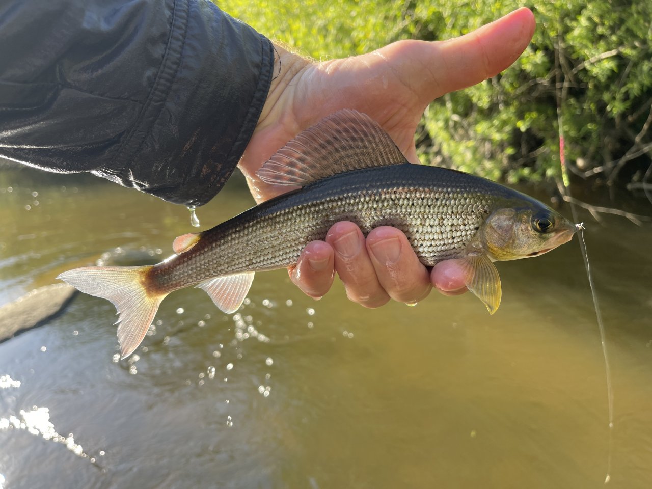 Mal�e below Doln� Dvo�i�t�