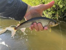 Malše below Dolní Dvořiště