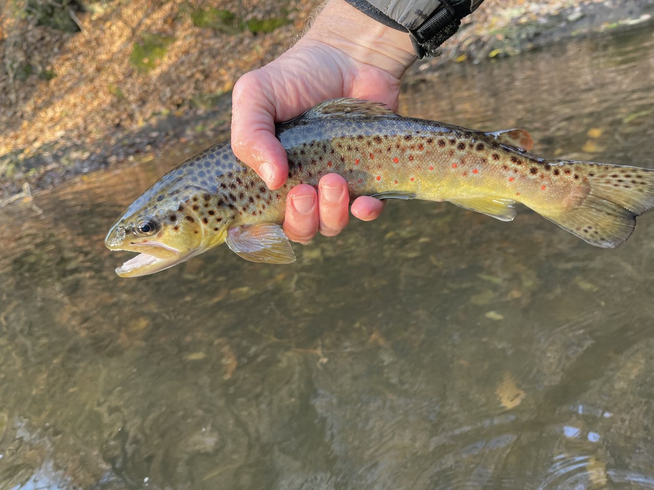 Lit�vka in Lochovice