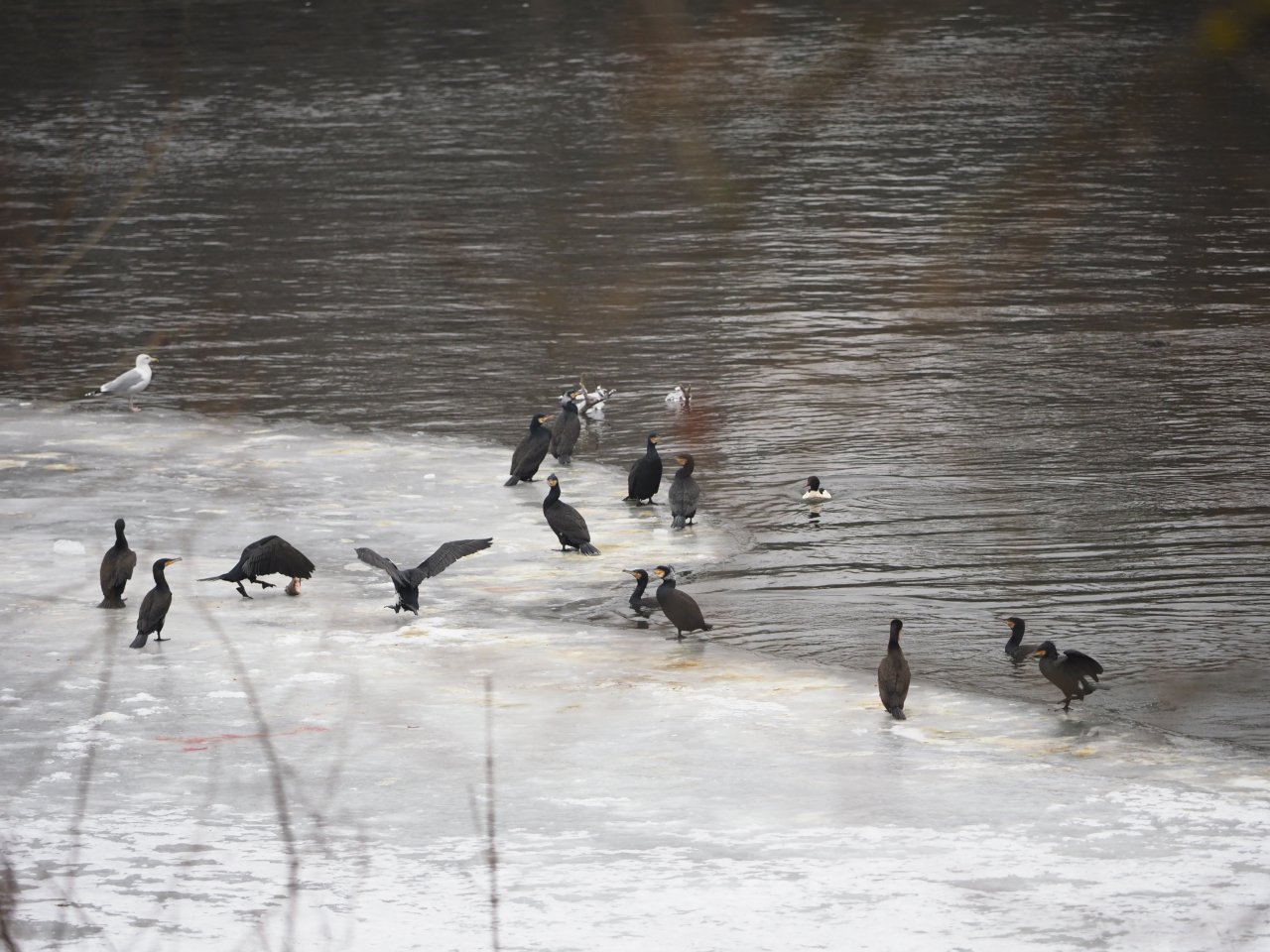 Cormorants on Berounka 3 in Beroun