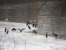 Cormorants on Berounka 3 in Beroun