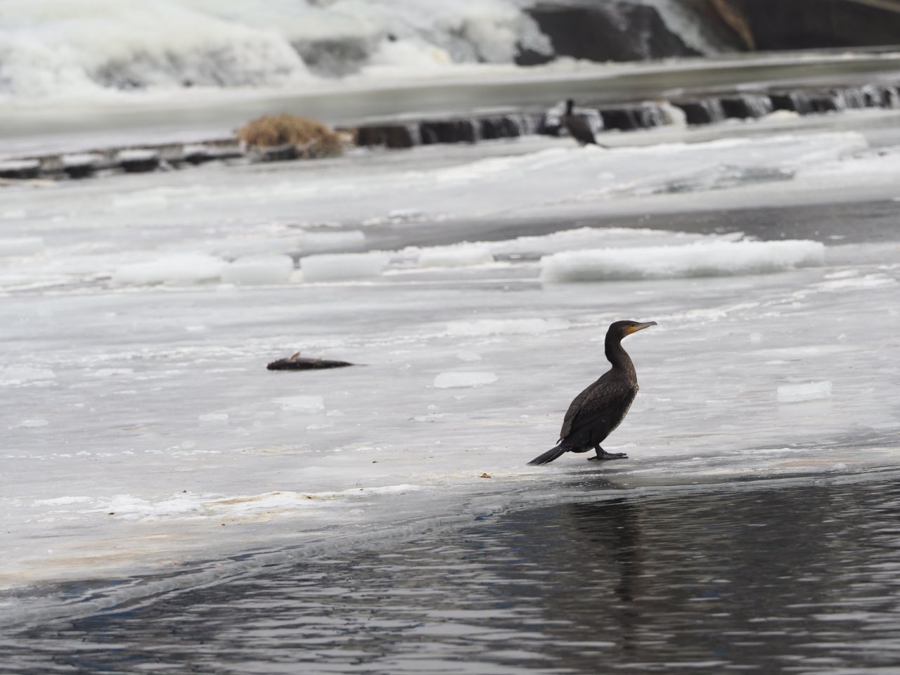 Cormorants on Berounka 3 in Beroun