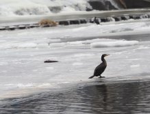 Cormorants on Berounka 3 in Beroun