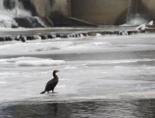 Cormorants on Berounka 3 in Beroun