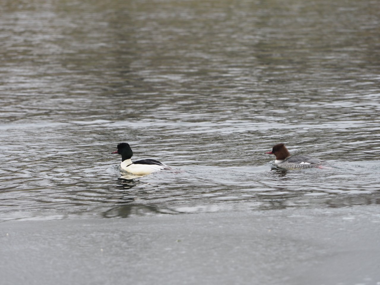 Cormorants on Berounka 3 in Beroun