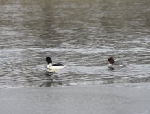 Cormorants on Berounka 3 in Beroun