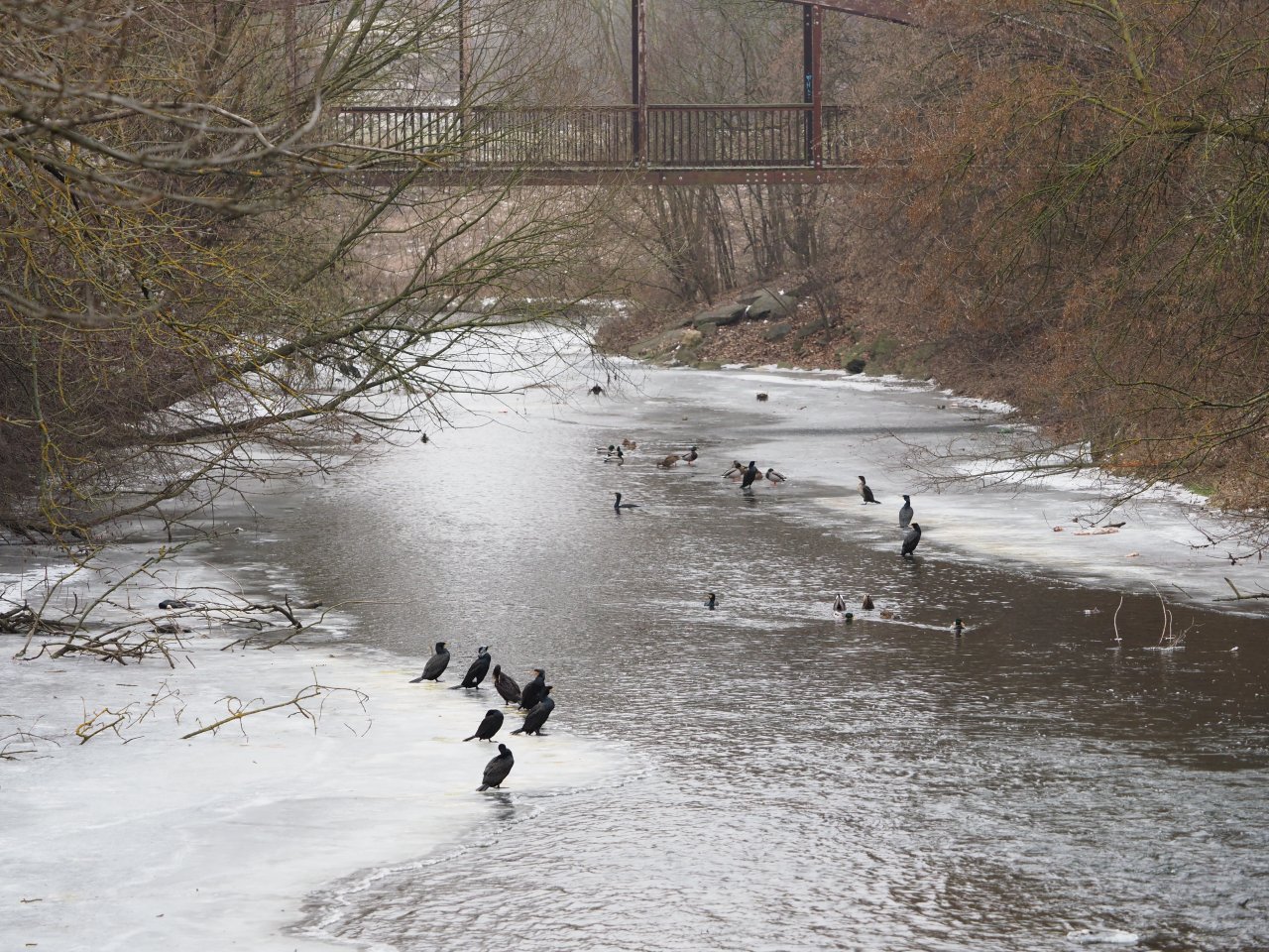 Cormorants on Berounka 3 in Beroun
