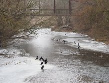 Cormorants on Berounka 3 in Beroun