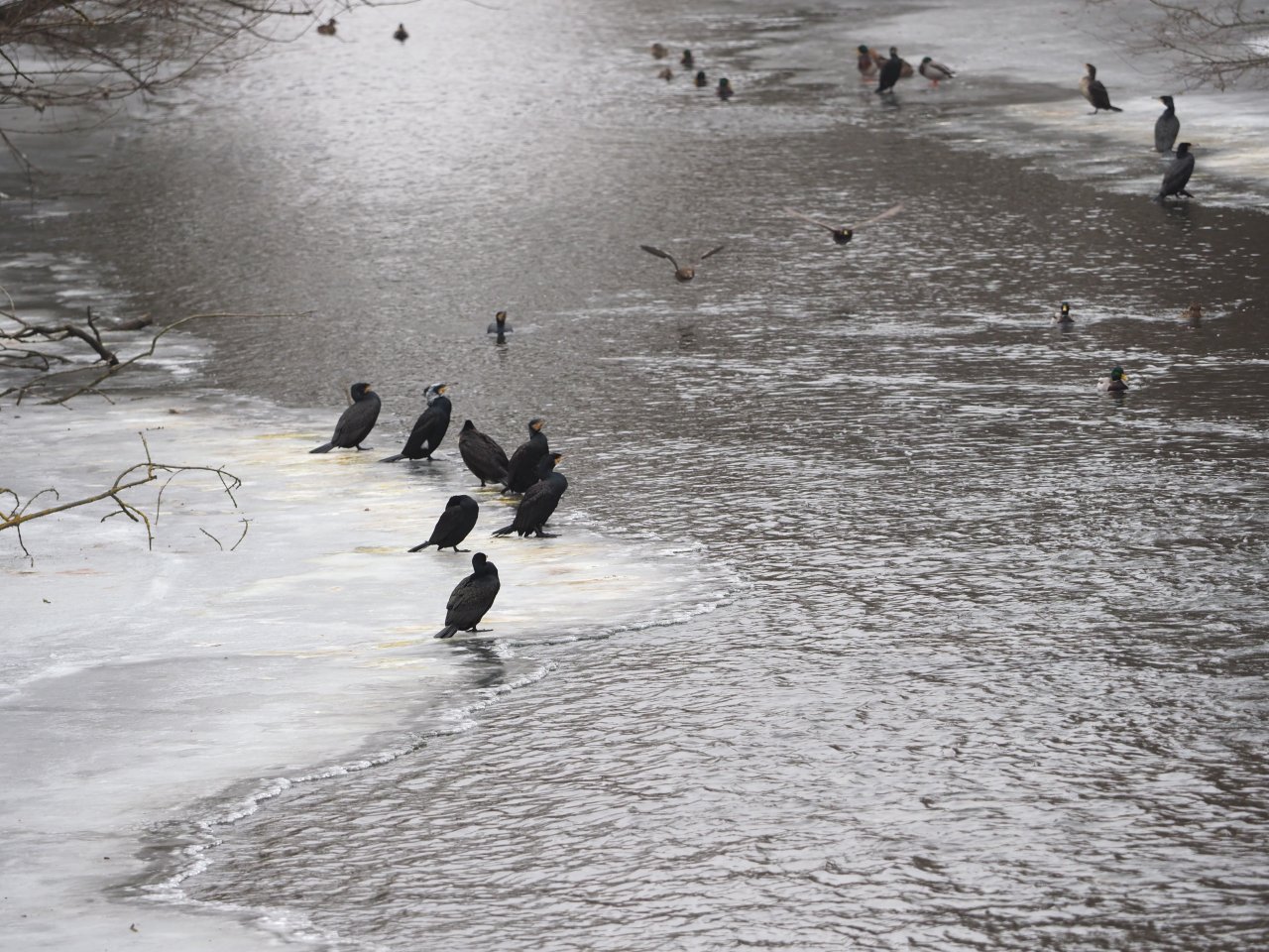 Cormorants on Berounka 3 in Beroun