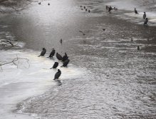 Cormorants on Berounka 3 in Beroun