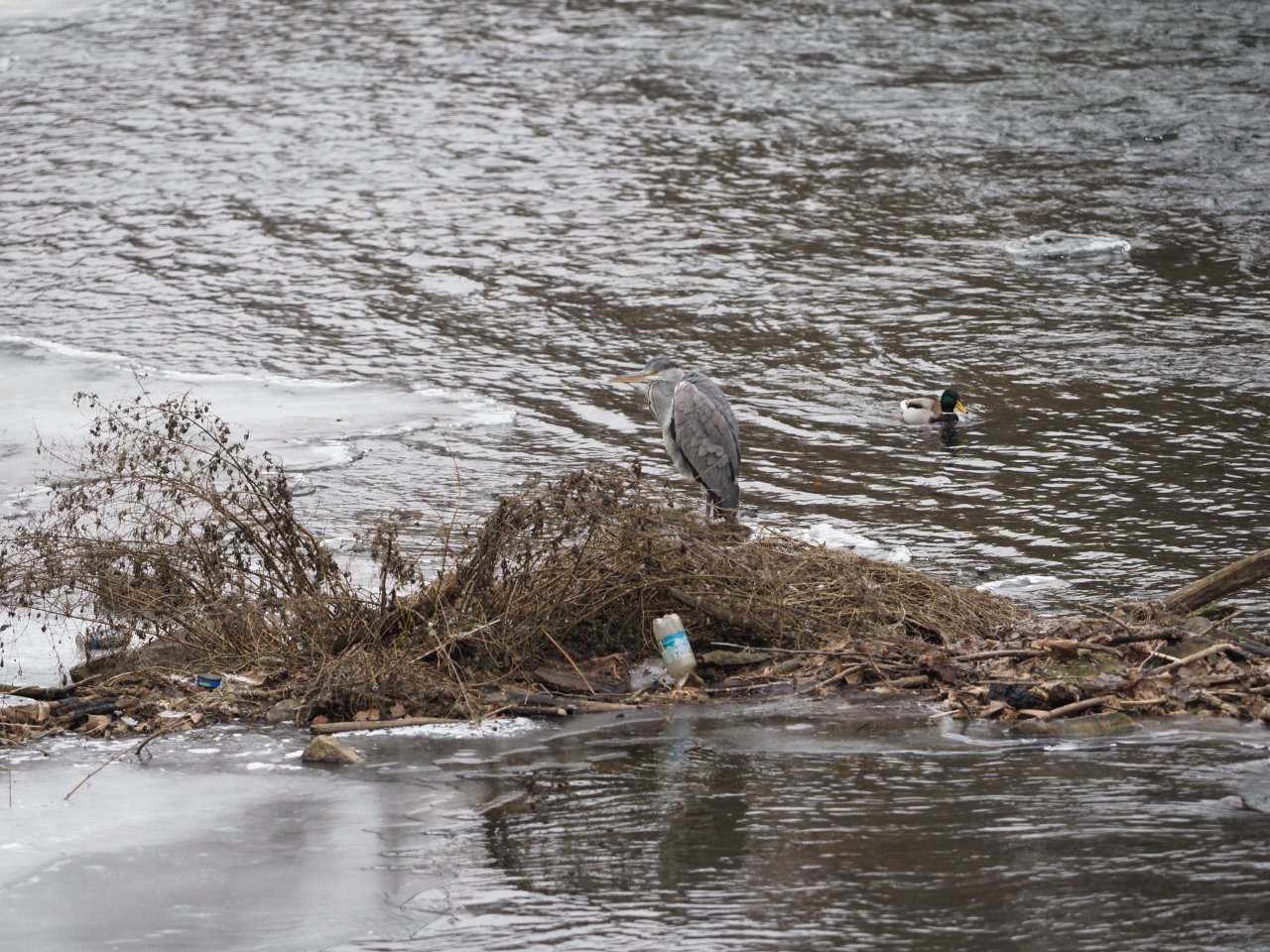 Cormorants on Berounka 3 in Beroun