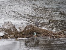 Cormorants on Berounka 3 in Beroun