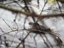 Cormorants on Berounka 3 in Beroun