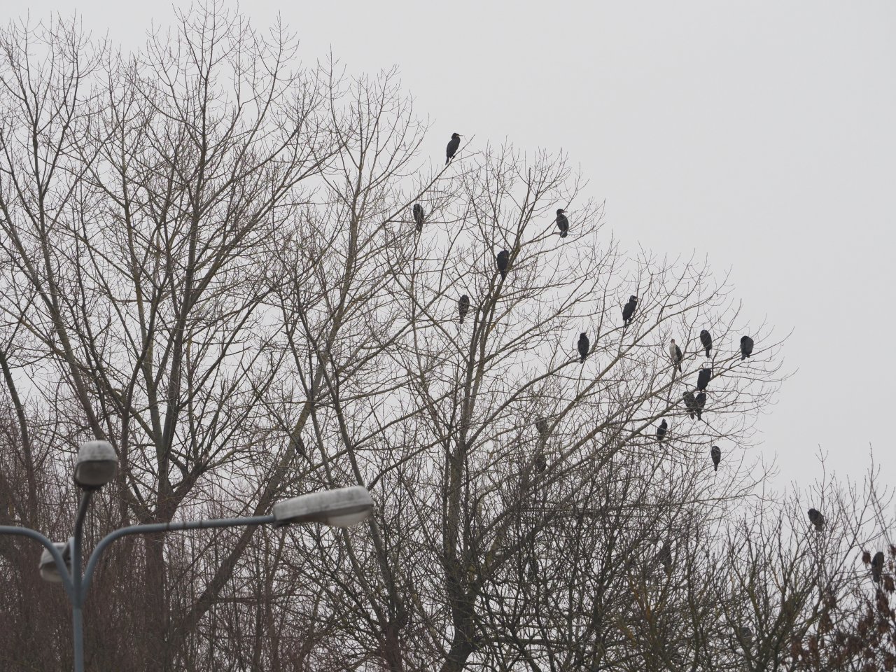 Cormorants on Berounka 3 in Beroun
