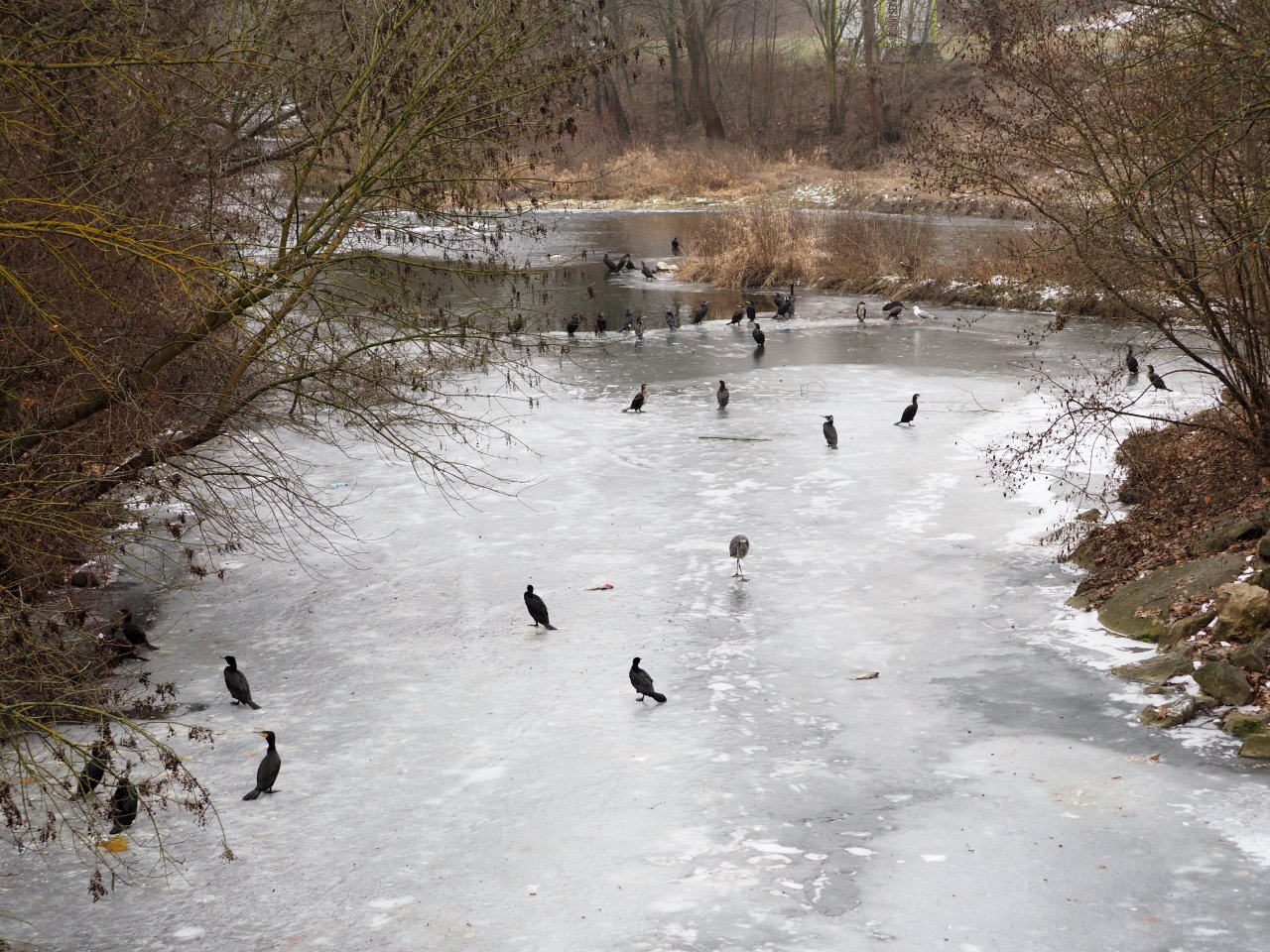 Cormorants on Berounka 3 in Beroun