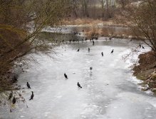 Cormorants on Berounka 3 in Beroun
