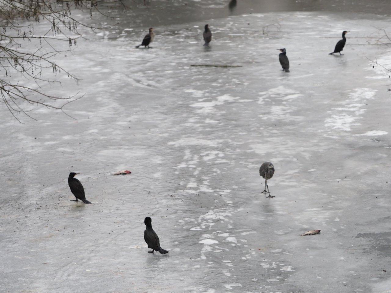 Cormorants on Berounka 3 in Beroun