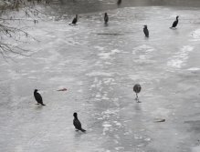 Cormorants on Berounka 3 in Beroun
