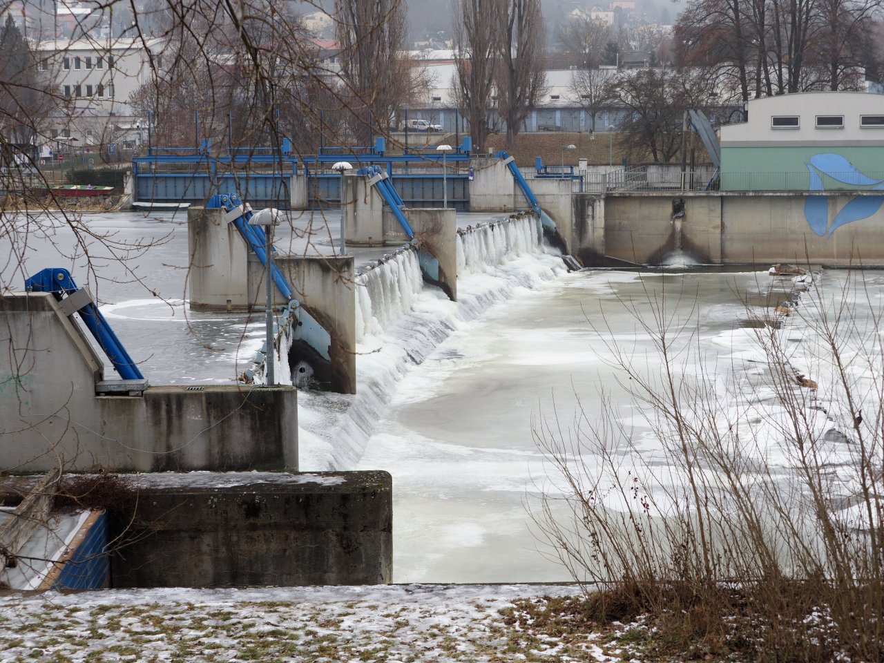 Cormorants on Berounka 3 in Beroun