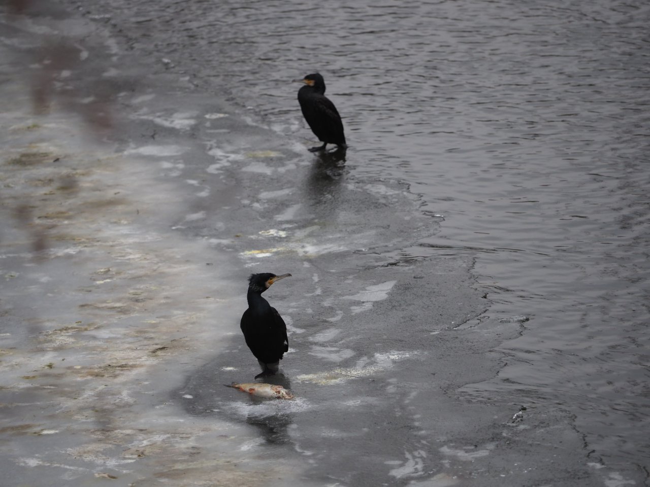 Cormorants on Berounka 3 in Beroun