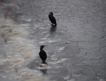 Cormorants on Berounka 3 in Beroun