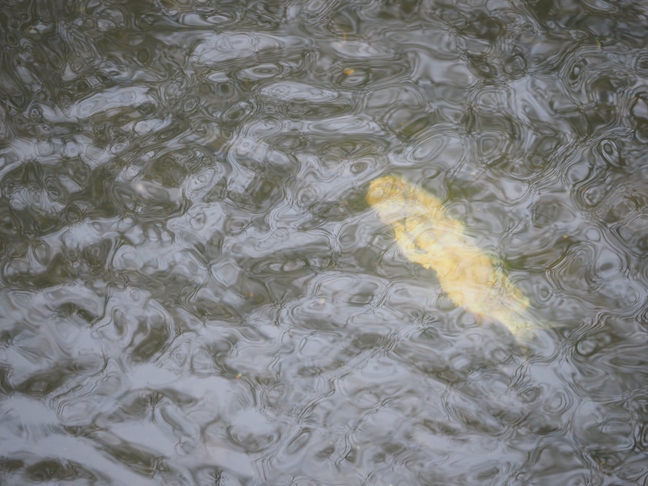 Cormorants on Berounka 3 in Beroun