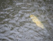 Cormorants on Berounka 3 in Beroun