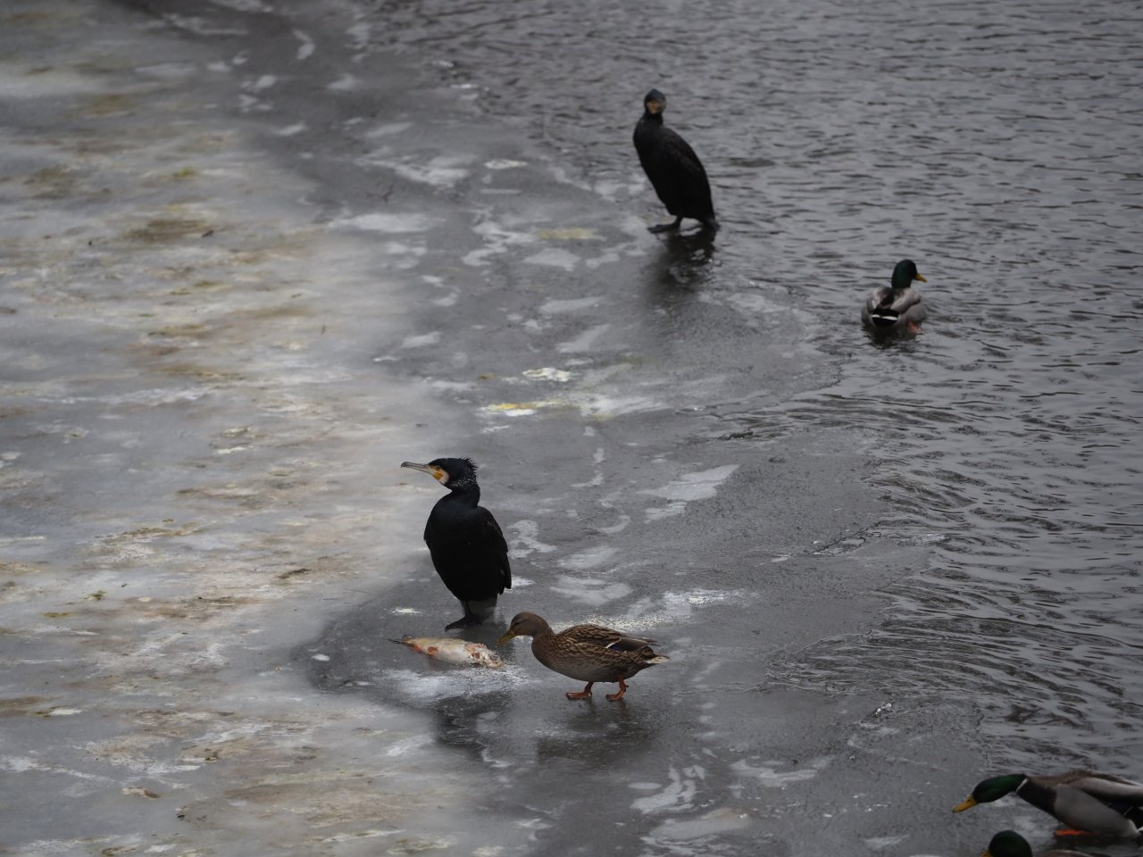 Cormorants on Berounka 3 in Beroun