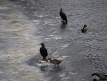 Cormorants on Berounka 3 in Beroun