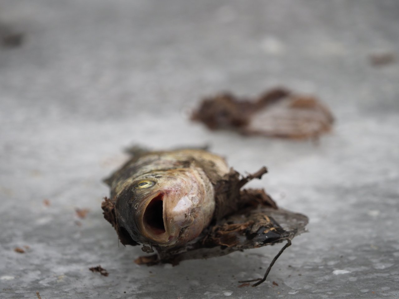 Cormorants on Berounka 3 in Beroun