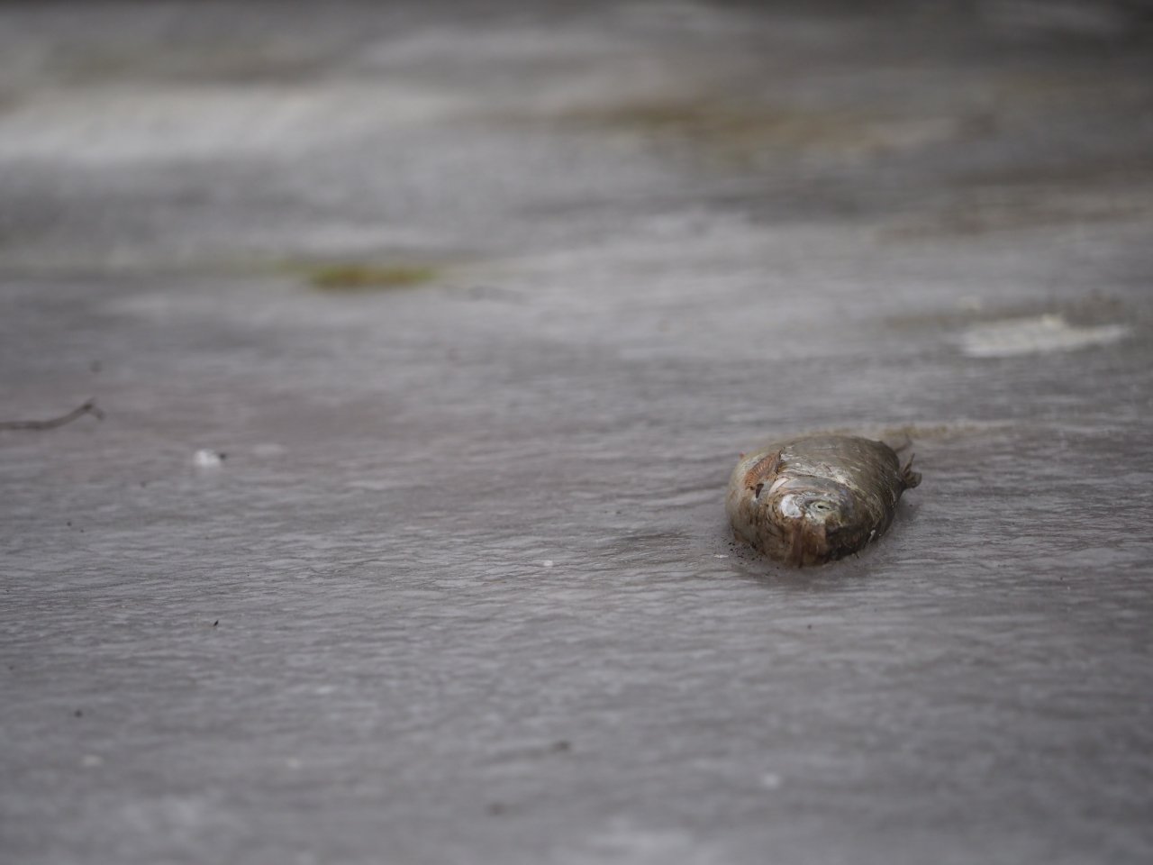 Cormorants on Berounka 3 in Beroun