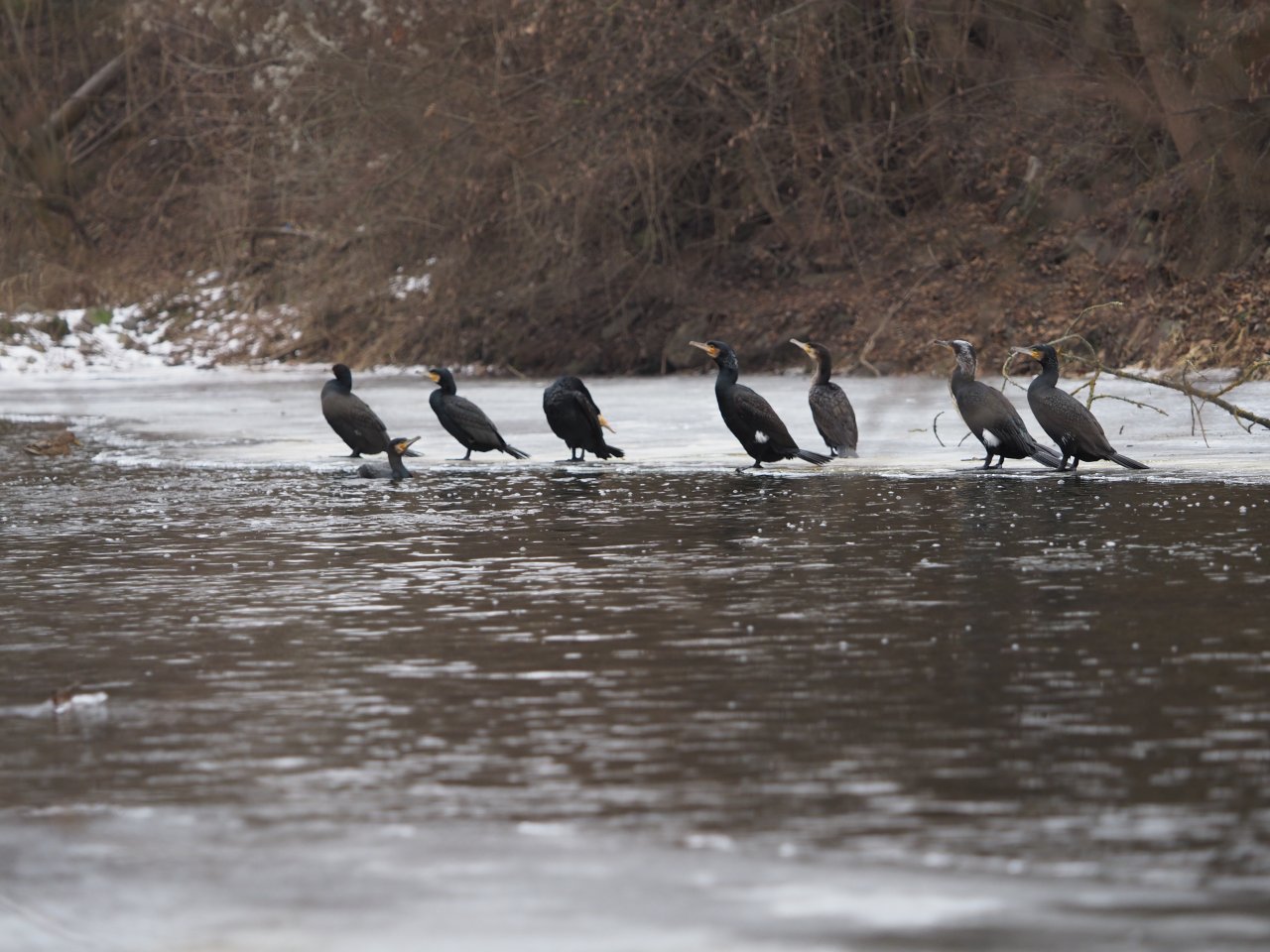 Cormorants on Berounka 3 in Beroun