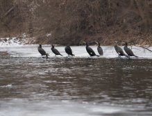 Cormorants on Berounka 3 in Beroun