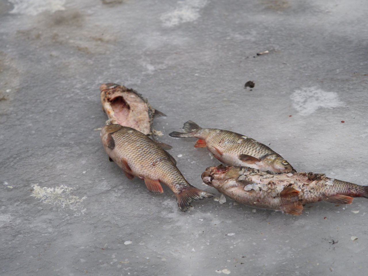 Cormorants on Berounka 3 in Beroun
