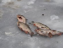 Cormorants on Berounka 3 in Beroun