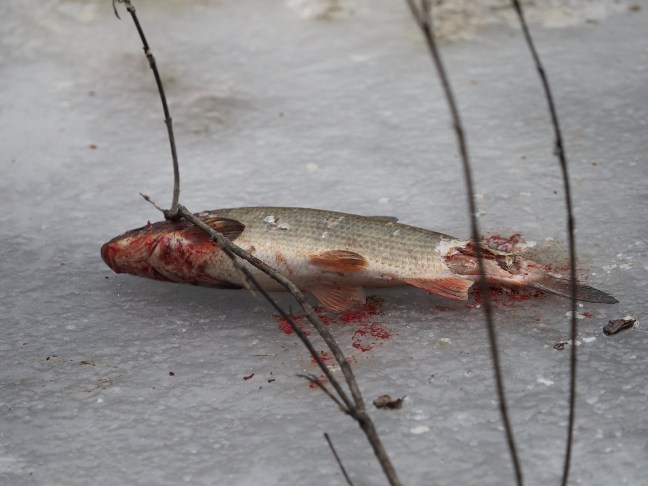 Cormorants on Berounka 3 in Beroun