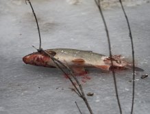 Cormorants on Berounka 3 in Beroun