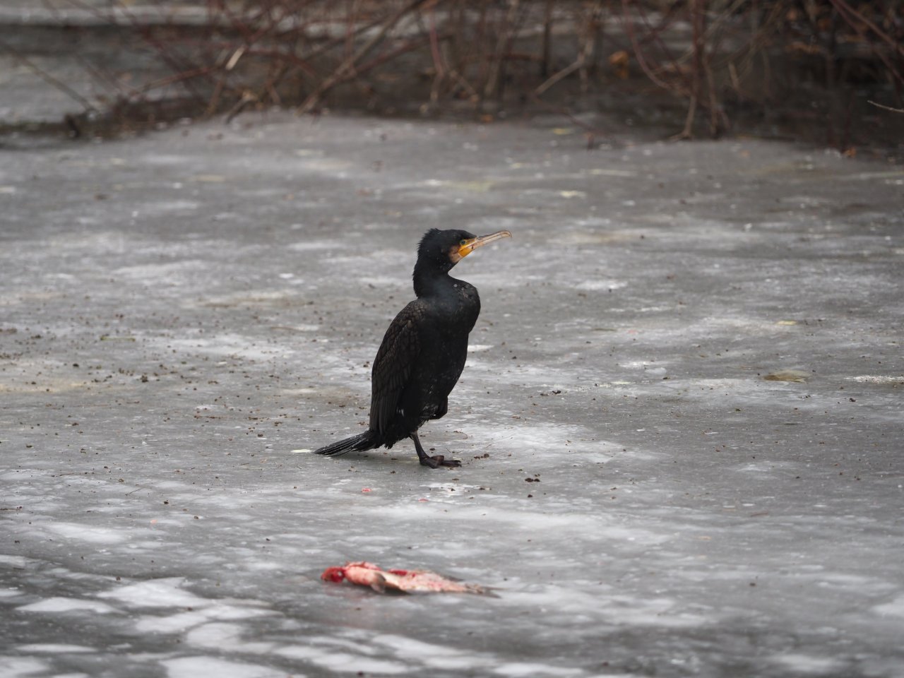 Cormorants on Berounka 3 in Beroun