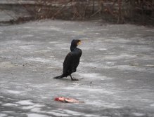 Cormorants on Berounka 3 in Beroun