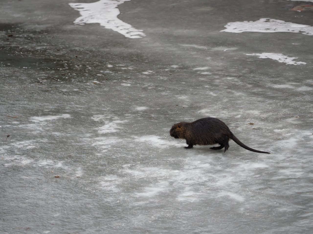 Cormorants on Berounka 3 in Beroun