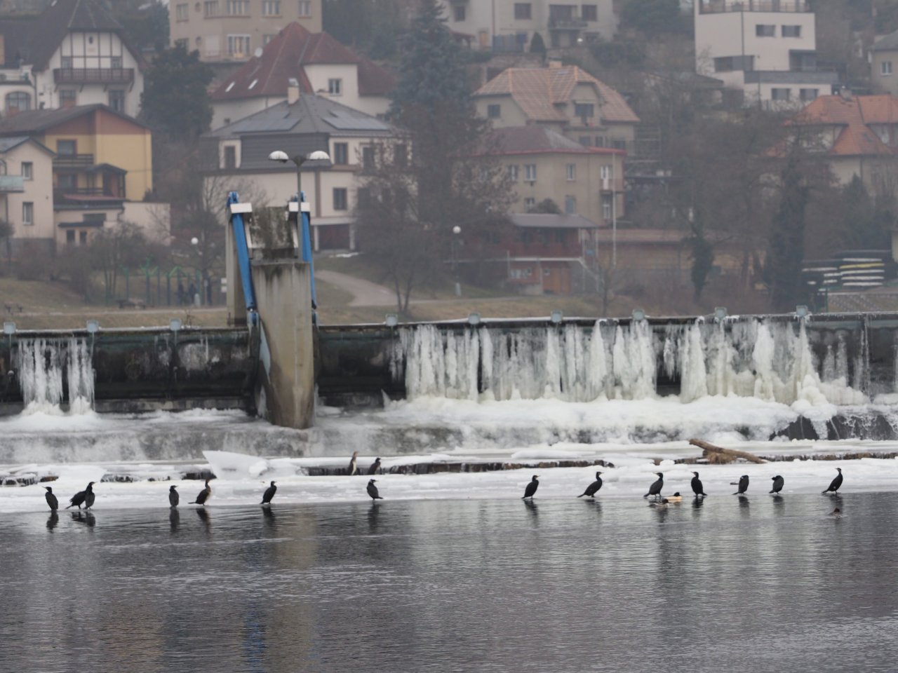 Cormorants on Berounka 3 in Beroun