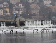 Cormorants on Berounka 3 in Beroun