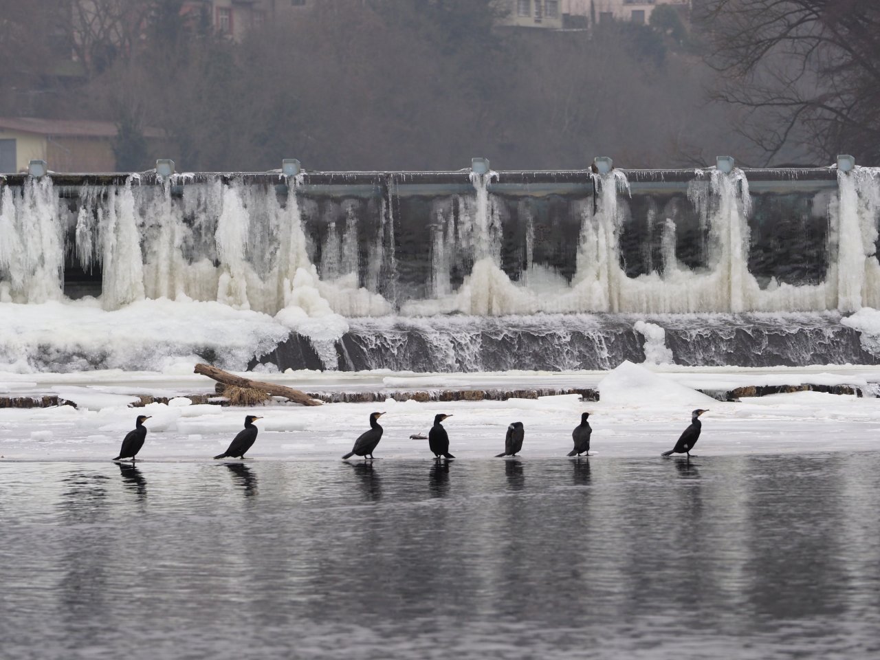 Cormorants on Berounka 3 in Beroun