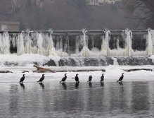 Cormorants on Berounka 3 in Beroun
